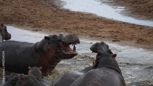 début de bagarre entre deux hippopotames dans l'eau. photo