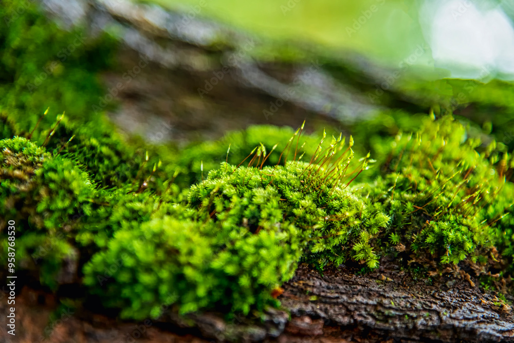 A moss is a flowerless, spore-producing plant - with the spores produced in small capsules. A moss is a flowerless, spore-producing plant - with the spores produced in small capsules.