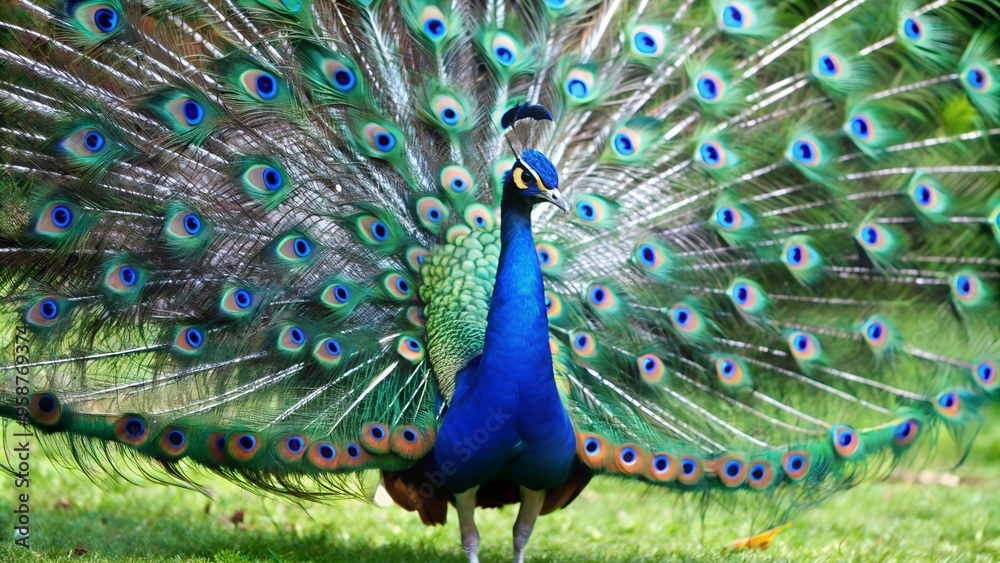 Obraz premium Peacock with fanned tail, peacock with feathers