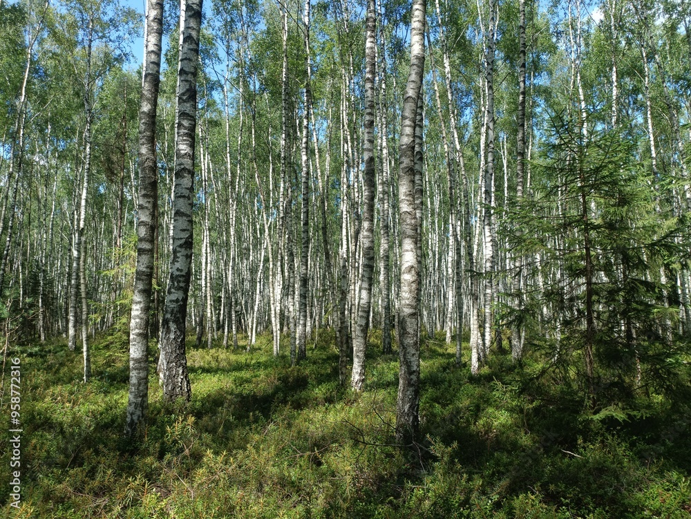 Rekyva forest during sunny summer day. Pine and birch tree woodland. Blueberry bushes are growing in woods. Sunny day with white and gray clouds in sky. Summer season. Nature. Rekyvos miskas. Rekyva forest during sunny summer day. Pine and birch tree woodland. Blueberry bushes are growing in woods. Sunny day with white and gray clouds in sky. Summer season. Nature. Rekyvos miskas.