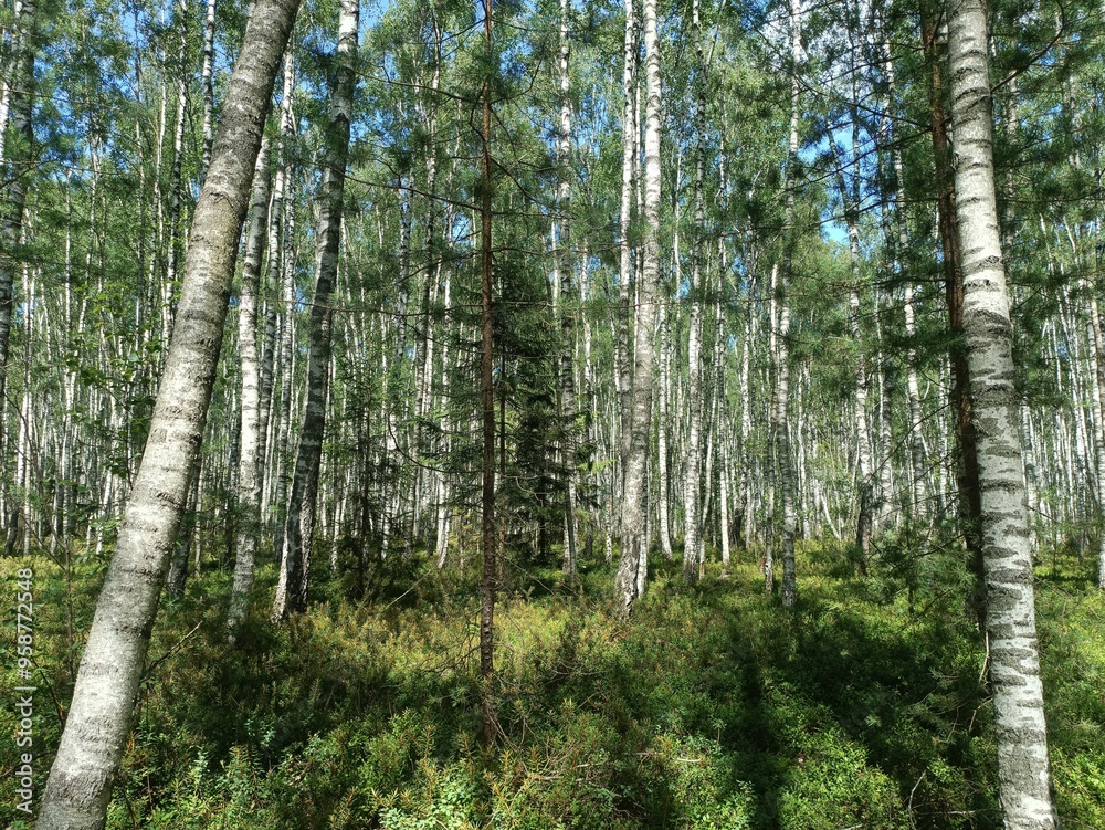 Rekyva forest during sunny summer day. Pine and birch tree woodland. Blueberry bushes are growing in woods. Sunny day with white and gray clouds in sky. Summer season. Nature. Rekyvos miskas. Rekyva forest during sunny summer day. Pine and birch tree woodland. Blueberry bushes are growing in woods. Sunny day with white and gray clouds in sky. Summer season. Nature. Rekyvos miskas.