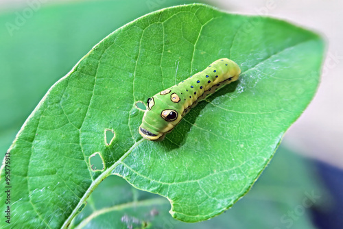 Tableau sur toile Spicebush Swallowtail butterfly (Papilio troilus) caterpillar feeding on the lea