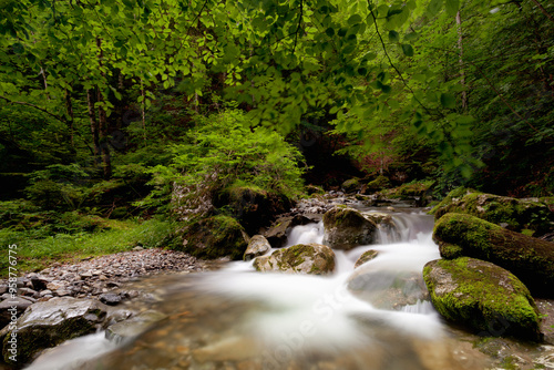 Torrent foret
