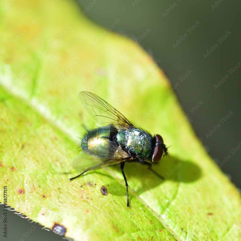 Lucilia sericata soaking up the sunlight on a leaf Lucilia sericata soaking up the sunlight on a leaf