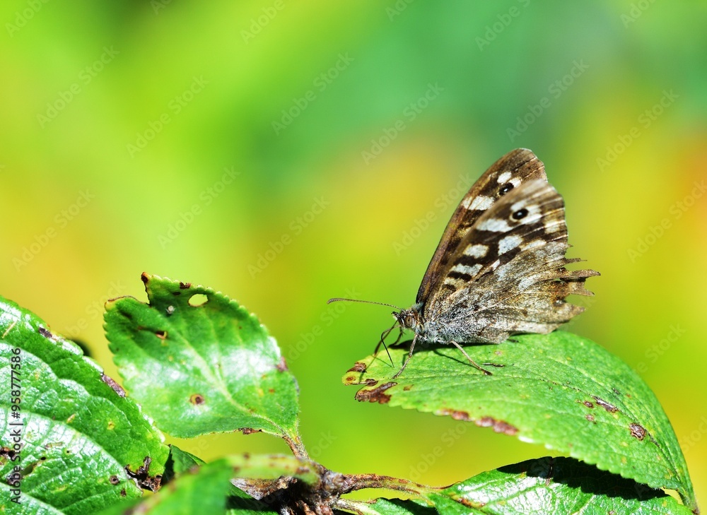 Speckled Wood enjoying the sun whilst resting