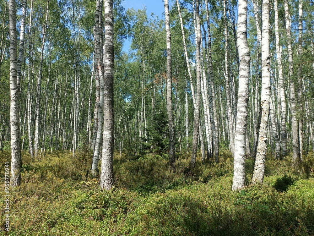 Rekyva forest during sunny summer day. Pine and birch tree woodland. Blueberry bushes are growing in woods. Sunny day with white and gray clouds in sky. Summer season. Nature. Rekyvos miskas. Rekyva forest during sunny summer day. Pine and birch tree woodland. Blueberry bushes are growing in woods. Sunny day with white and gray clouds in sky. Summer season. Nature. Rekyvos miskas.