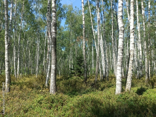 Rekyva forest during sunny summer day. Pine and birch tree woodland. Blueberry bushes are growing in woods. Sunny day with white and gray clouds in sky. Summer season. Nature. Rekyvos miskas.