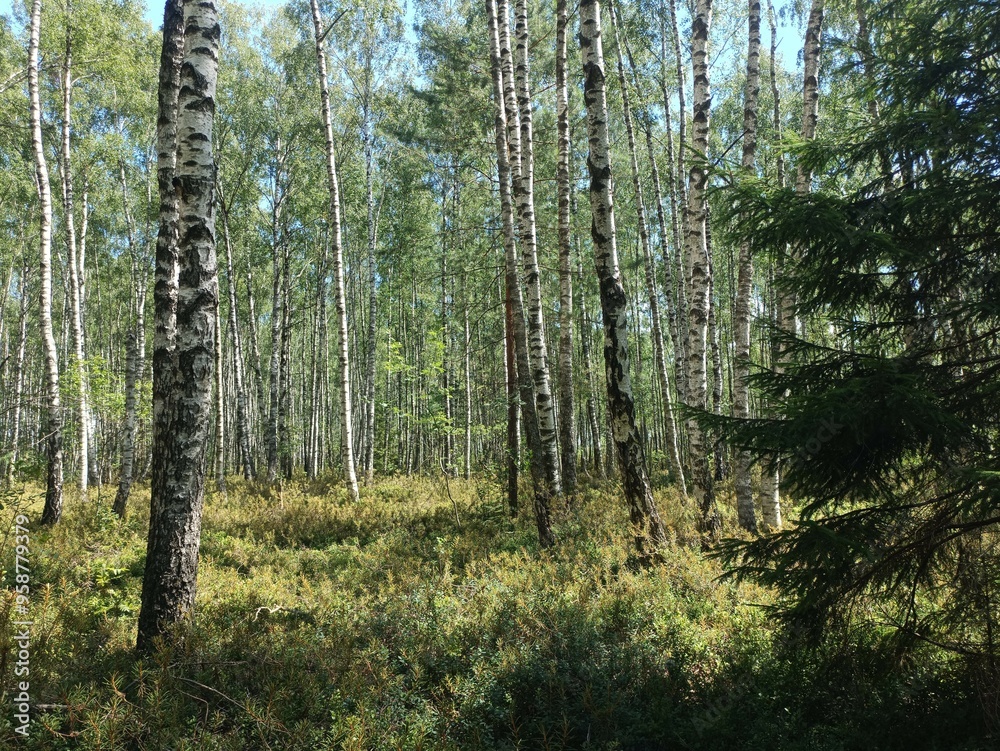 Rekyva forest during sunny summer day. Pine and birch tree woodland. Blueberry bushes are growing in woods. Sunny day with white and gray clouds in sky. Summer season. Nature. Rekyvos miskas. Rekyva forest during sunny summer day. Pine and birch tree woodland. Blueberry bushes are growing in woods. Sunny day with white and gray clouds in sky. Summer season. Nature. Rekyvos miskas.