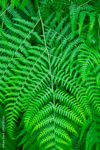 Wallpaper Mural green fern leaves close up. backgrounds concept Torontodigital.ca