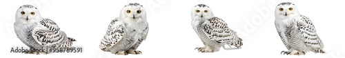 Snowy owl isolated on white background. Generative AI.