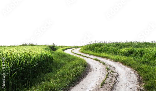 Countryside road in lush grassy landscape, cut out