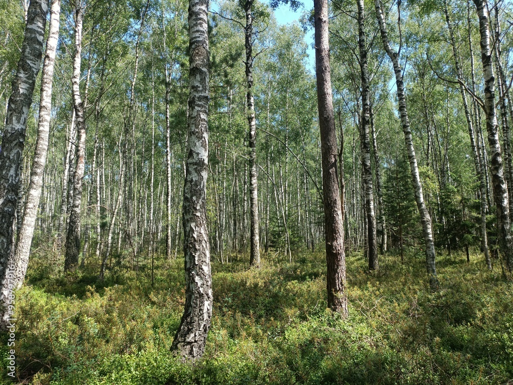 Rekyva forest during sunny summer day. Pine and birch tree woodland. Blueberry bushes are growing in woods. Sunny day with white and gray clouds in sky. Summer season. Nature. Rekyvos miskas. Rekyva forest during sunny summer day. Pine and birch tree woodland. Blueberry bushes are growing in woods. Sunny day with white and gray clouds in sky. Summer season. Nature. Rekyvos miskas.