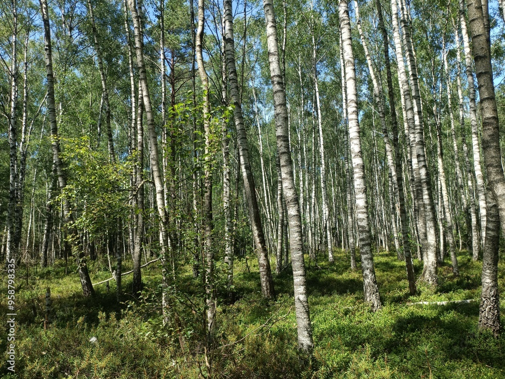 Rekyva forest during sunny summer day. Pine and birch tree woodland. Blueberry bushes are growing in woods. Sunny day with white and gray clouds in sky. Summer season. Nature. Rekyvos miskas. Rekyva forest during sunny summer day. Pine and birch tree woodland. Blueberry bushes are growing in woods. Sunny day with white and gray clouds in sky. Summer season. Nature. Rekyvos miskas.