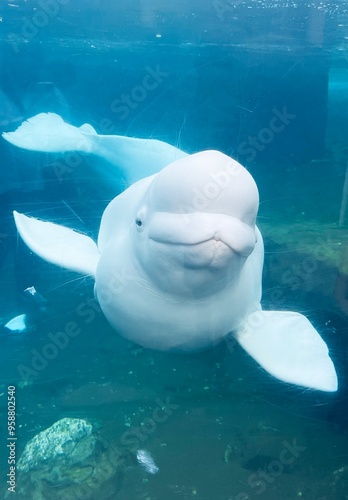 Obraz na plátně Beluga Whale