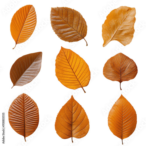 A collection of yellow leaves are shown in various sizes and shapes on a transparent background.