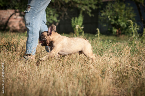 cute French bulldog puppy on a walk