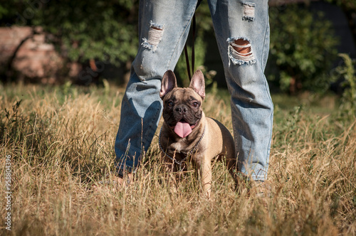 cute French bulldog puppy on a walk