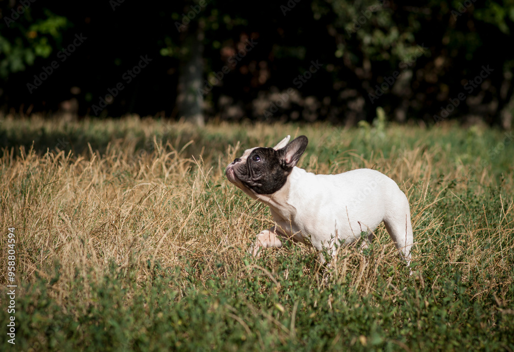 cute French bulldog puppy on a walk cute French bulldog puppy on a walk