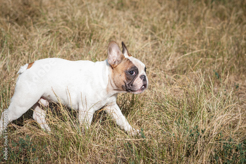 cute French bulldog puppy on a walk