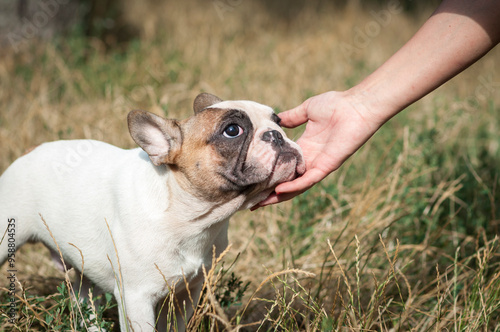 cute French bulldog puppy on a walk