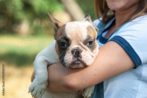 cute French bulldog puppy on a walk