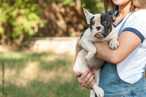 cute French bulldog puppy on a walk