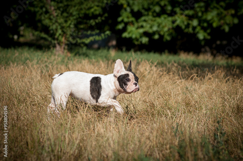 cute French bulldog puppy on a walk