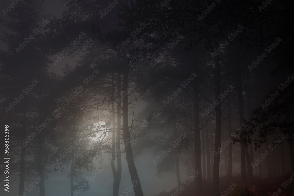 Obraz premium Rising full moon in a foggy woods at dusk