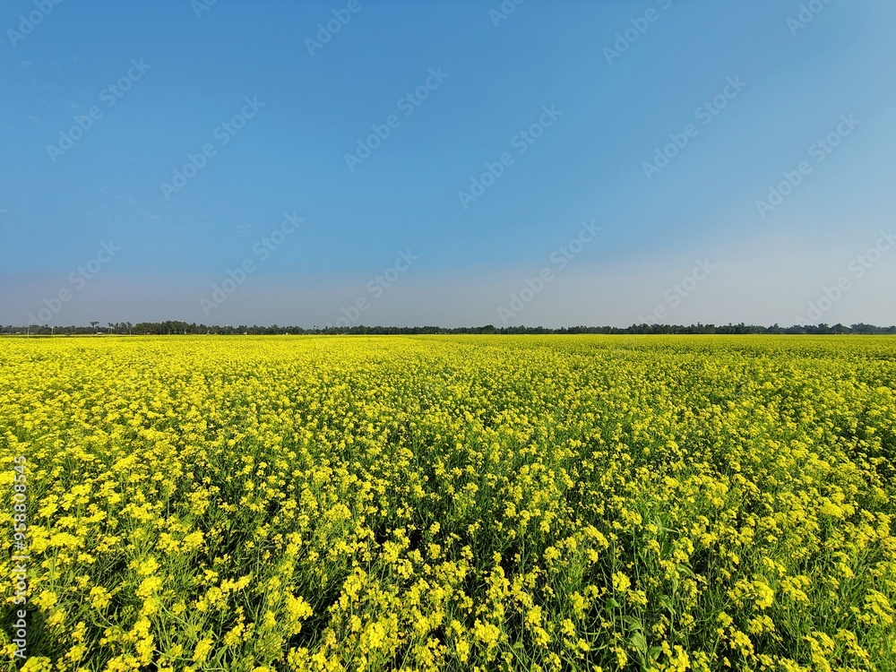 field of rapeseed field of rapeseed