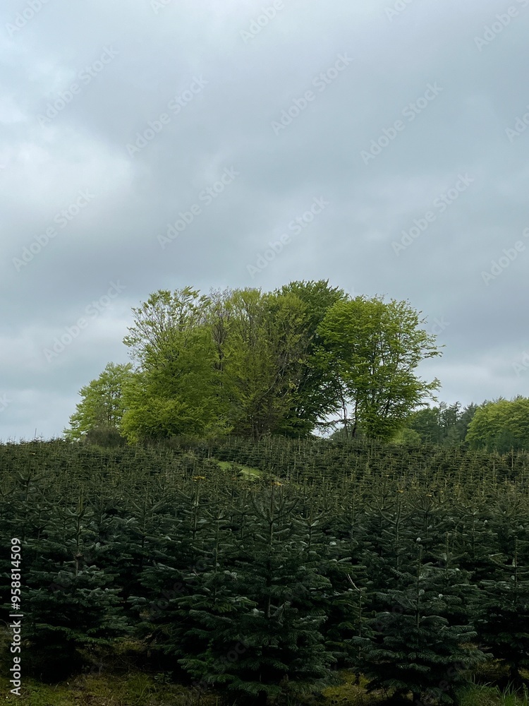 Obraz premium tree on a hill