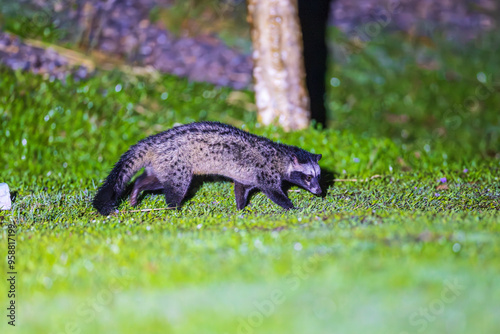 Asian palm civet (paradoxurus, paradoxurus hermaphroditus) searching for food in the grass field at night. photo