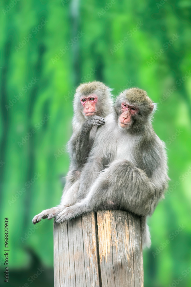 Fototapeta premium mother and baby macaque