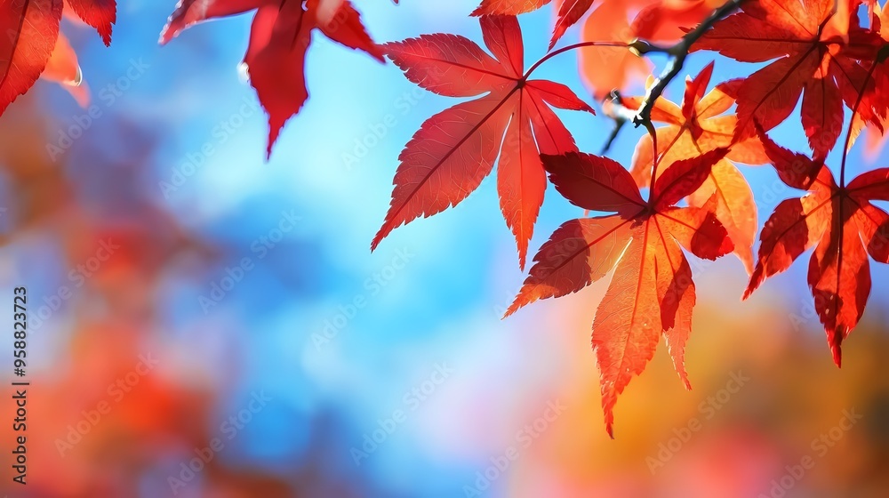 Vibrant red maple leaves against a soft blue sky. Vibrant red maple leaves against a soft blue sky.