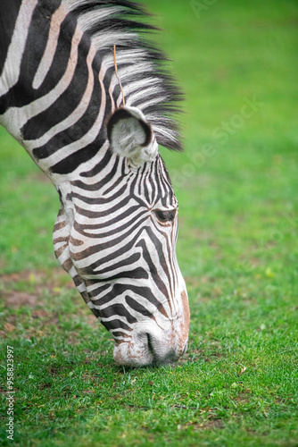 zebra eating grass