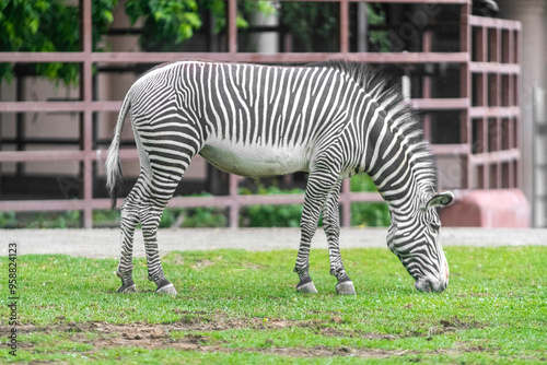 zebra in zoo eating grass
