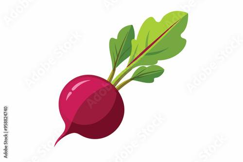 Beetroot vector illustration isolated in white background