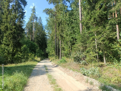 Road in forest in Siauliai county during sunny summer day. Oak and birch tree woodland. Sunny day with white clouds in blue sky. Bushes are growing in woods. Sandy road. Nature. Summer season. Miskas.