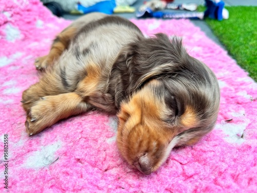 A sweet dachshund puppy dozes off on a soft, pink blanket, curled up in pure serenity. The gentle rise and fall of his tiny body as he sleeps creates a heartwarming scene of innocence, with the colorf photo