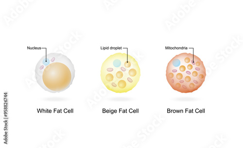 Types of Fat Cells. Adipocytes. Brown, Beige, and White fat cells. Lipid droplets. Vector illustration.	