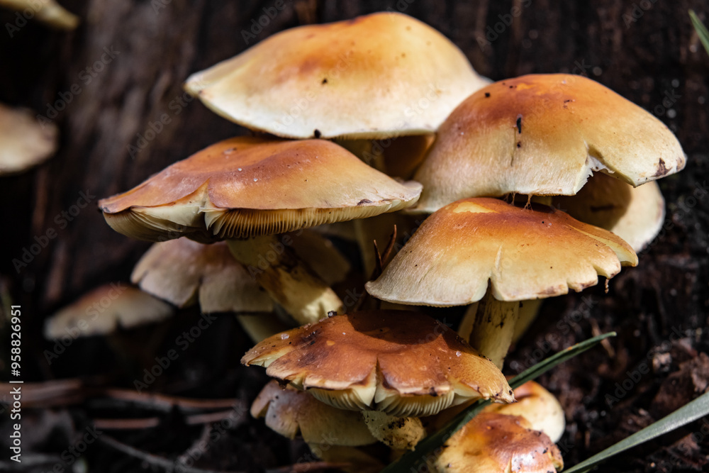 Beautiful macro photo of a mushroom in the forest. Beautiful macro photo of a mushroom in the forest.