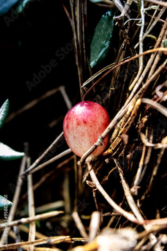 Macro photo of belladonna in the forest. photo