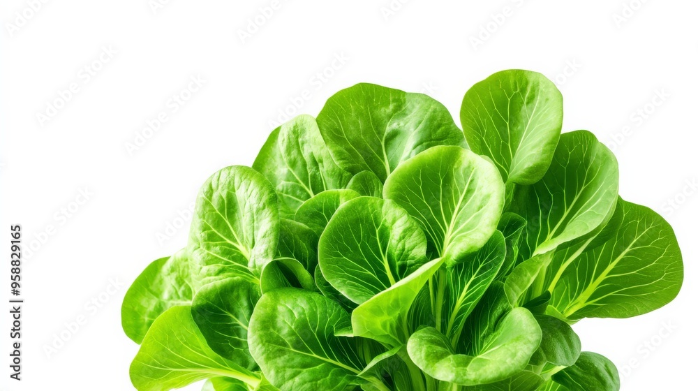 Fresh green lettuce leaves isolated on white background. Perfect for healthy eating, salad, and diet concept. High-quality close-up shot. Fresh green lettuce leaves isolated on white background. Perfect for healthy eating, salad, and diet concept. High-quality close-up shot.
