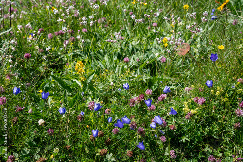 Vibrant mix of wildflowers on the Mannlichen to Kleine Scheidegg hiking trail scenery in Switzerland photo