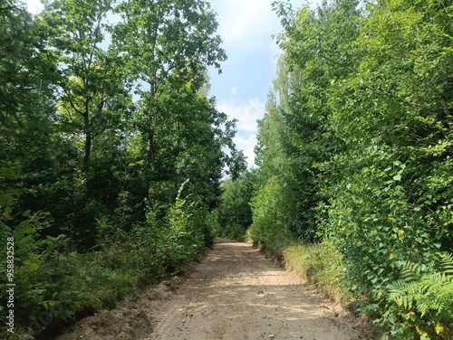 Kurtuvenai regional park during sunny day. Pine tree forest. Footpath in woodland. Moss growing on soil. Some small grass and tress growing in woods. Summer season. Kurtuvenu regioninis parkas.