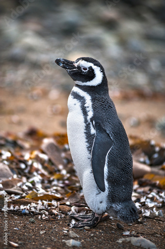 Magdalena Island; Magellan and Chilean Antarctica Region, Chile, Magellanic penguins