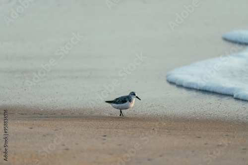 Sanderling walking on a Nags Head beach in the sand looking for food. Outer Banks North Carolina photo