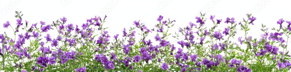 An evergreen flower and grass field in nature, Spring flowers in a garden, Tropical forest isolated on a transparent background - PNG file, 3D rendering for creating or designing products. An evergreen flower and grass field in nature, Spring flowers in a garden, Tropical forest isolated on a transparent background - PNG file, 3D rendering for creating or designing products.