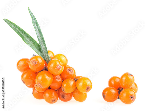 Sea Buckthorn berries with leaves isolated on a white background. Fresh ripe berries.