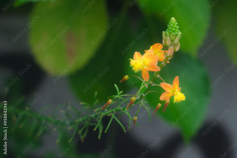Snake flower in the garden
Bulbine frutescens macro Snake flower in the garden
Bulbine frutescens macro
