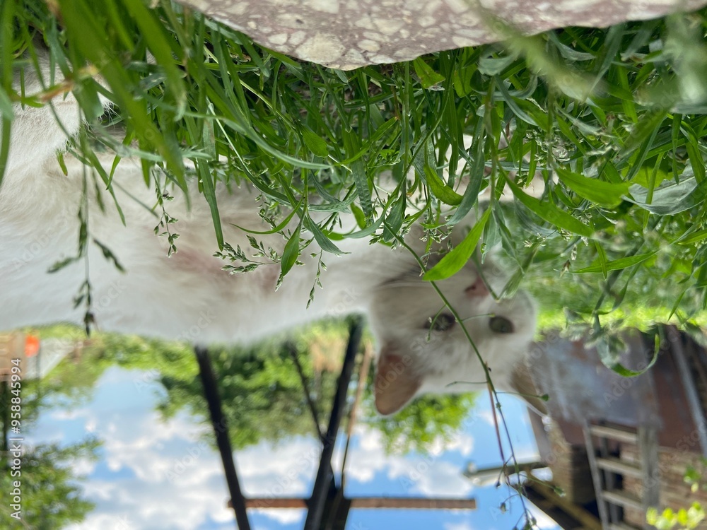 white cat in the garden white cat in the garden